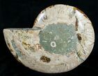 Bargain Inch Ammonite (Half) #4540-3